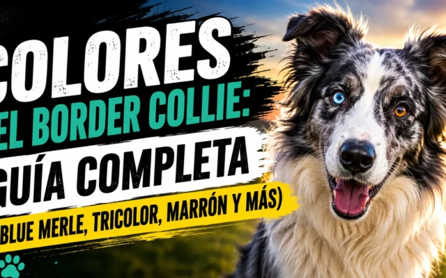 Border collie blue merle con heterocromía, un ojo azul y otro marrón, en el campo al atardecer