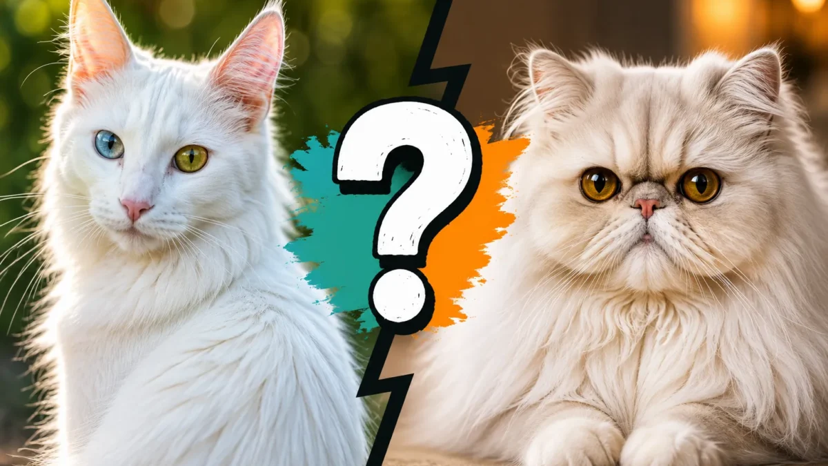 gato angora blanco frente a gato persa crema, diferencias entre las dos razas