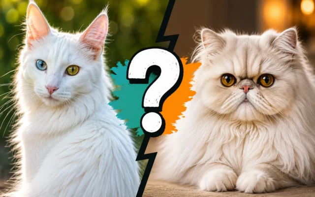 gato angora blanco frente a gato persa crema, diferencias entre las dos razas