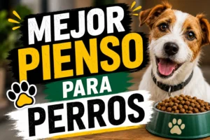 Mejor pienso para perros