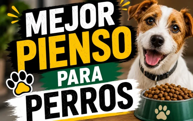 Perro Jack Russell terrier junto a un comedero verde lleno de pienso seco
