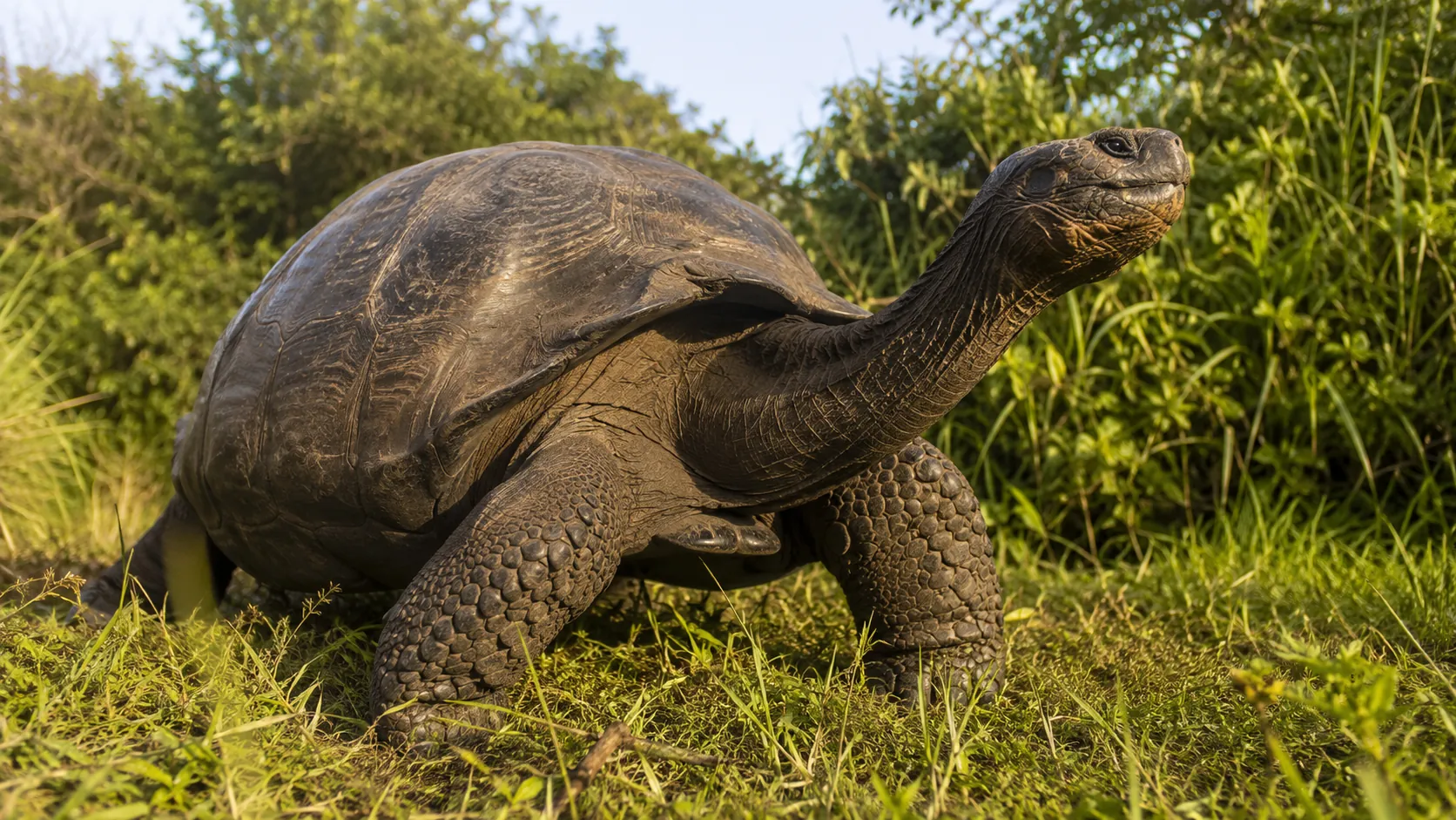 Tortuga gigante de Galápagos adulta caminando entre la vegetación, con su caparazón de más de un metro
