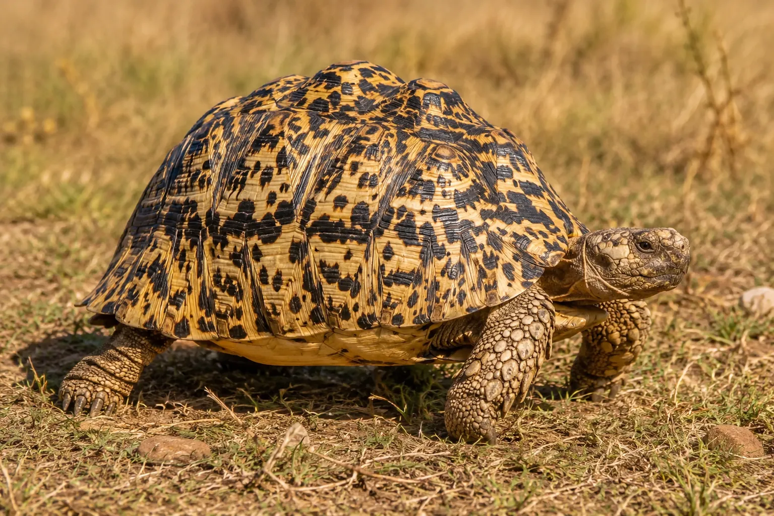 Tortuga leopardo con el caparazón amarillo cubierto de manchas negras