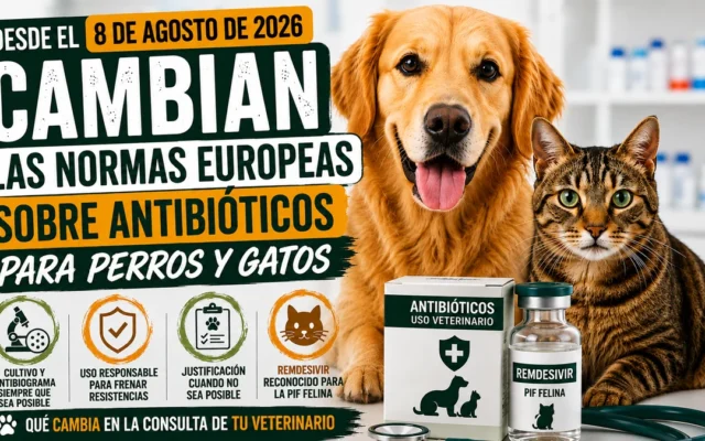 Perro y gato junto a medicamentos veterinarios y un estetoscopio en una clínica