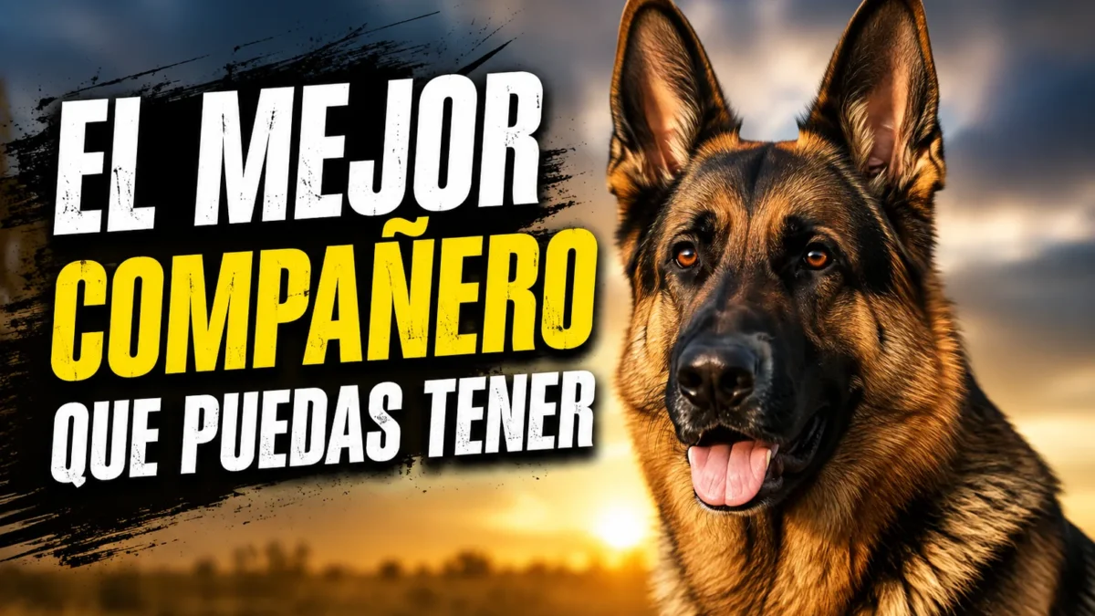 Pastor alemán adulto de capa negra y fuego mirando a cámara al atardecer