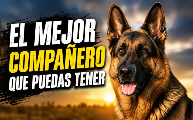 Pastor alemán adulto de capa negra y fuego mirando a cámara al atardecer
